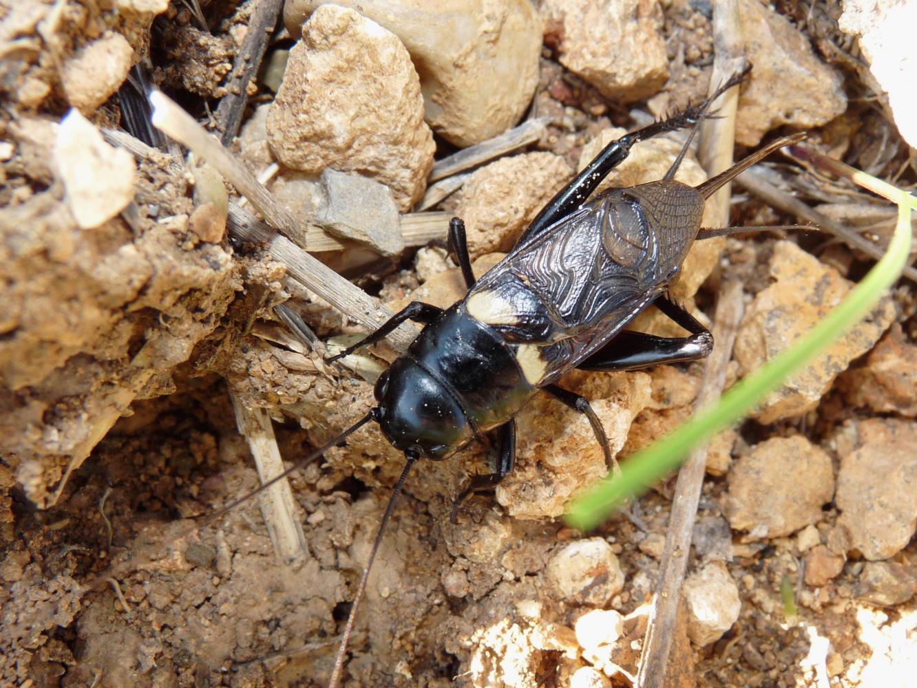 Coppie di Gryllus bimaculatus